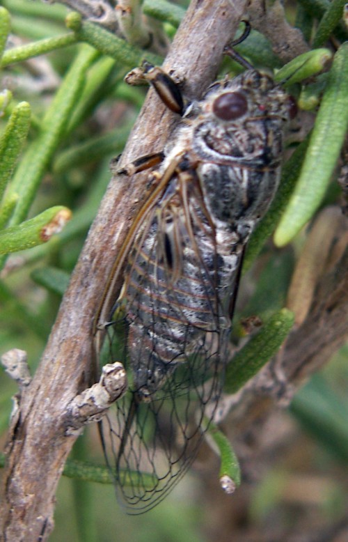 Spagna: La regione  de Monegros, paradiso entomologico